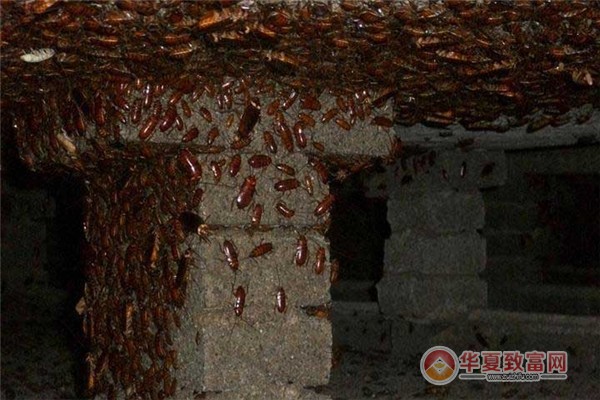 蟑螂养殖加盟